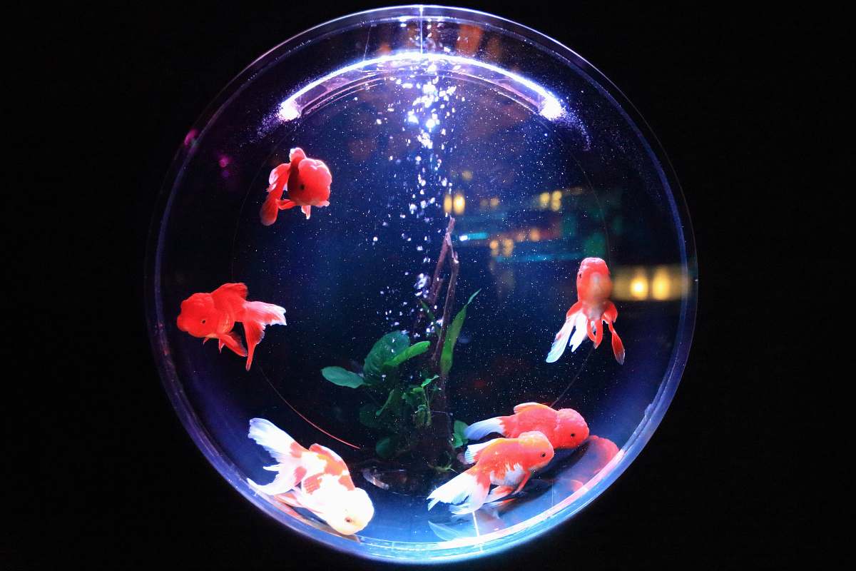 sea life school of fish in fishbowl aquarium